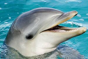 Japan: Agresivni delfin ujeo još dva plivača