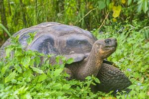 Pronađeni ostaci ubijenih džinovskih kornjača sa Galapagosa