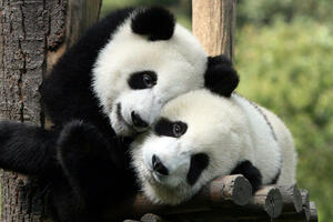 Jedini par pandi u Velikoj Britaniji biće vraćen u Kinu, bez...