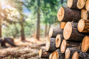 Uprava: Uskoro raspisivanje poziva za davanje šuma na korišćenje