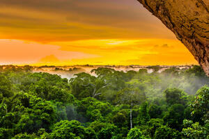 Naučnici napokon stigli do najvišeg stabla u Amazoniji