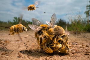 Klupko pomahnitalih pčela proglašeno najboljom fotografijom...