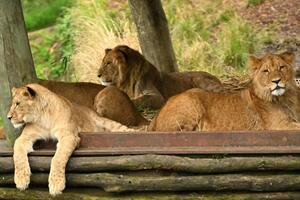 Pet lavova nakratko pobjeglo iz kaveza u zoološkom vrtu u Sidneju