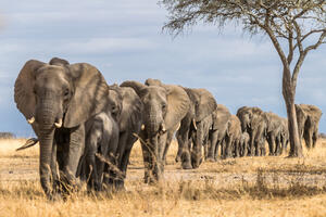 Više od 200 slonova uginulo u Keniji zbog suše