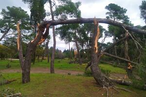 Ulcinj: Više od 30 stabala primorskog bora stradalo u naletu...