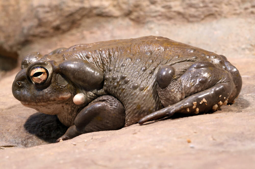 Žaba Sonorske pustinje, Foto: Shutterstock