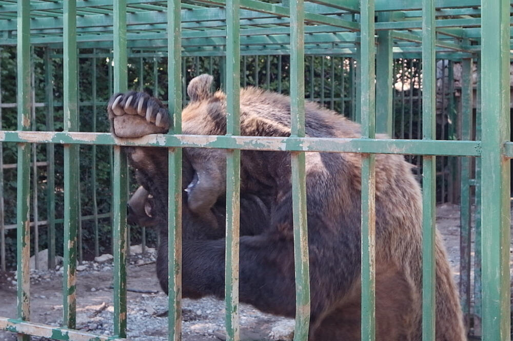 Nezavisni istraživači tvrde da su ispitali situaciju sa medvjedom Ljubom i da imaju dokaze, Foto: Animal Survival International