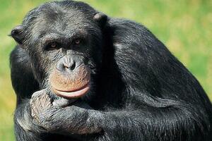 U Švedskoj ustrijeljene tri šimpanze, jer su izašle iz ograđenog...