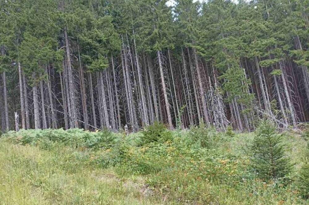 Dio Dacićevih šuma u Rožajama, Foto: Plan gazdovanja privatnim šumama/screenshot