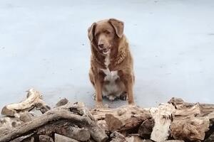 Upoznajte Bobija, najstarijeg psa na svijetu