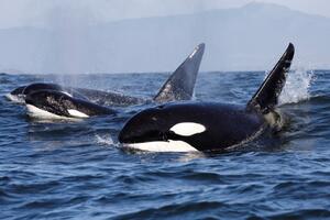 Majke orke se cijelog života žrtvuju za sinove