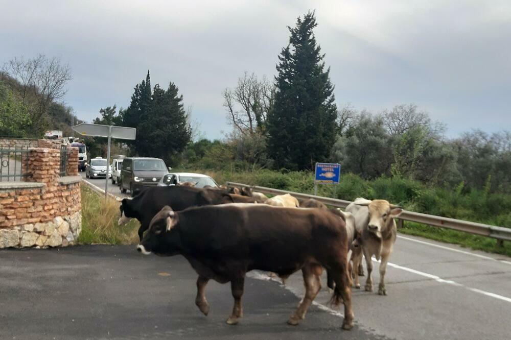 Prelaze i magistralu: Lutajuća goveda u Budvi