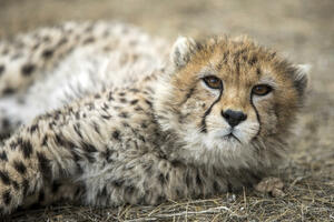 Jedan od posljednjih azijskih geparda uginuo u Iranu