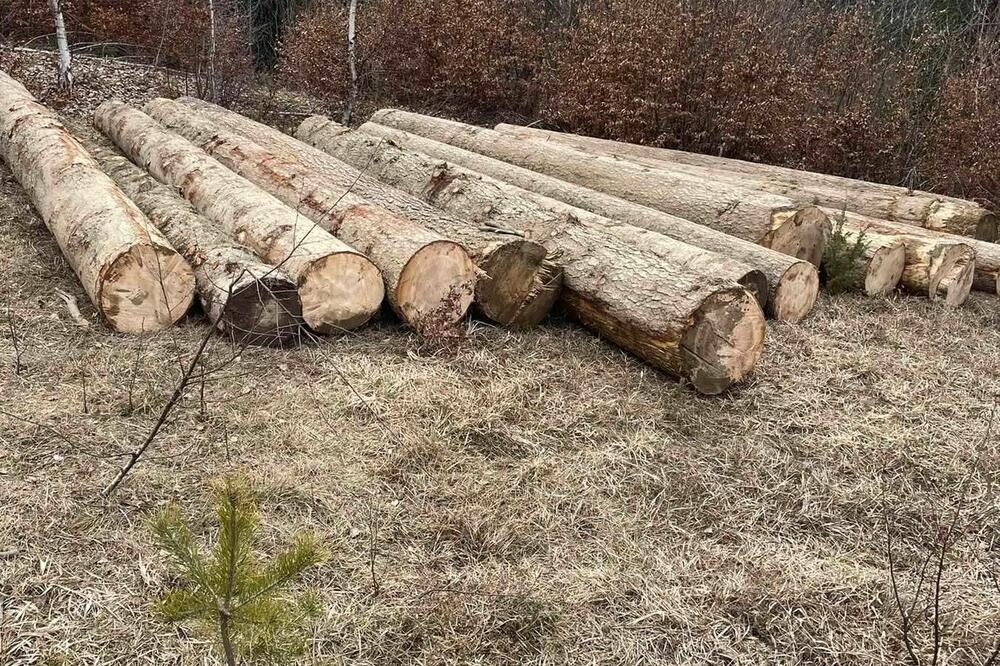 Zaplijenjena stabla u Rožajama, Foto: Uprave za gazdovanje šumama i lovištima