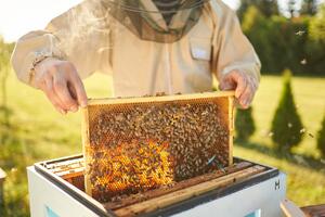 MPŠV: Četiri javna poziva za podršku pčelarskom sektoru