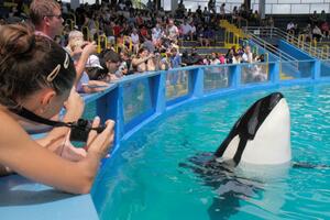 Nakon više od 50 godina zatočeništva, orka Lolita se vraća u okean