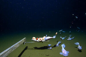 Japan: Snimljene ribe na najvećoj dubini do sada, više od osam...