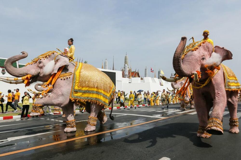 Slonovi paradiraju pored Velike palate u Bangkoku na proslavi krunisanja tajlandskog kralja, Foto: Getty Images