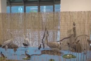 Pljevlja: Otvorena izložba u Zavičajnom muzeju, raznolikost...