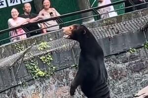 Zoološki vrt u Kini: Naši malajski medvjedi su pravi, nisu...