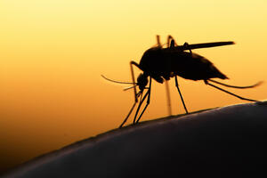 Slučajno otkriće o komarcima koje bi moglo da pomogne u borbi...
