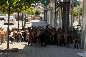 Stado koza u centru Pljevalja