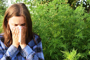 Kako prepoznati alergiju na ambroziju i šta može pomoći