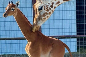 SAD: Žirafa bez pjega rođena u zoološkom vrtu u Tenesiju