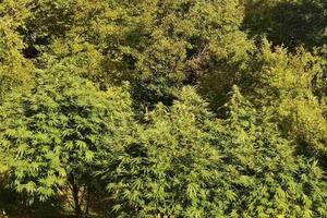 Nikšić: Pronađena plantaža marihuane, uhapšene dvije osobe