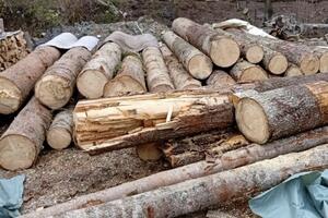 Berane: Jedna osoba osumnjičena za šumsku krađu