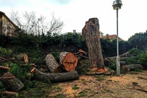 Tivat: Posječen stogodišnji bor u kompleksu parka Ivovića