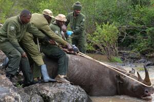 VIDEO Kenija: Složena operacija preseljenja nosoroga u novi...