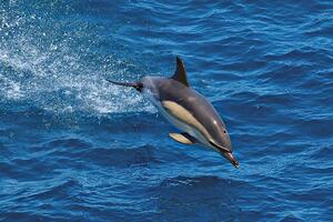 Francuska privremeno zabranjuje ribolov kako bi spasila delfine