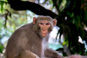 Klonirani primati teško preživljavaju: Majmun rezus makaki je...