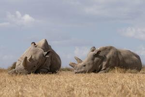 Prva trudnoća nosoroga vanteljesnom oplodnjom na svijetu „mogla bi...