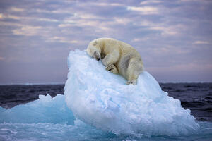 Polarni medvjed drijema na santi leda: Zapanjujuća fotografija...