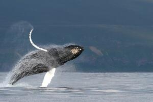 Zašto kitovi pjevaju: Zvuk presudan za njihov opstanak, razvili...