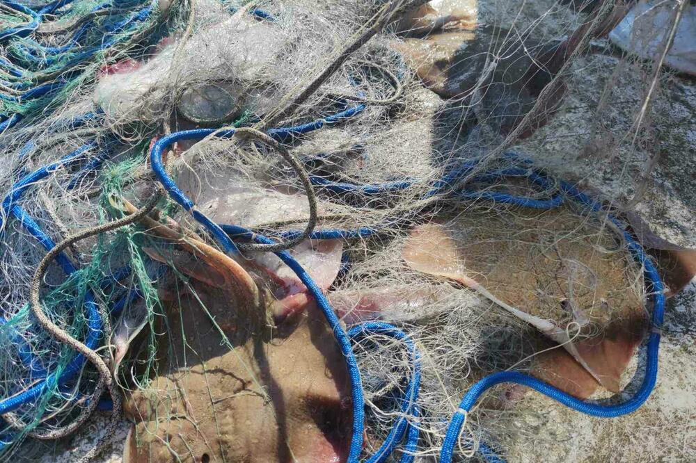 Zvjezdopjege raže ulovljene mrežom stajačicom, Foto: IBMK
