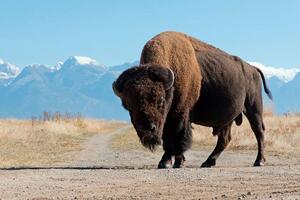 Kako bi bizon na ispaši mogao da bude dobar za planetu