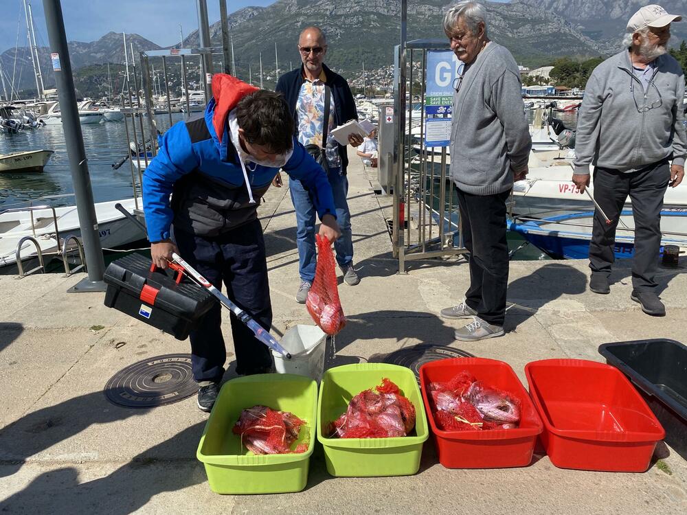 <p>Najveći ulov imao je Goran Boričić iz kluba za sportski ribolov „Igalo“ koji je ulovio tri kila i 180 grama ribe</p>