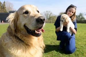 Penzija za psa vodiča Trigera, oca više od 300 štenaca