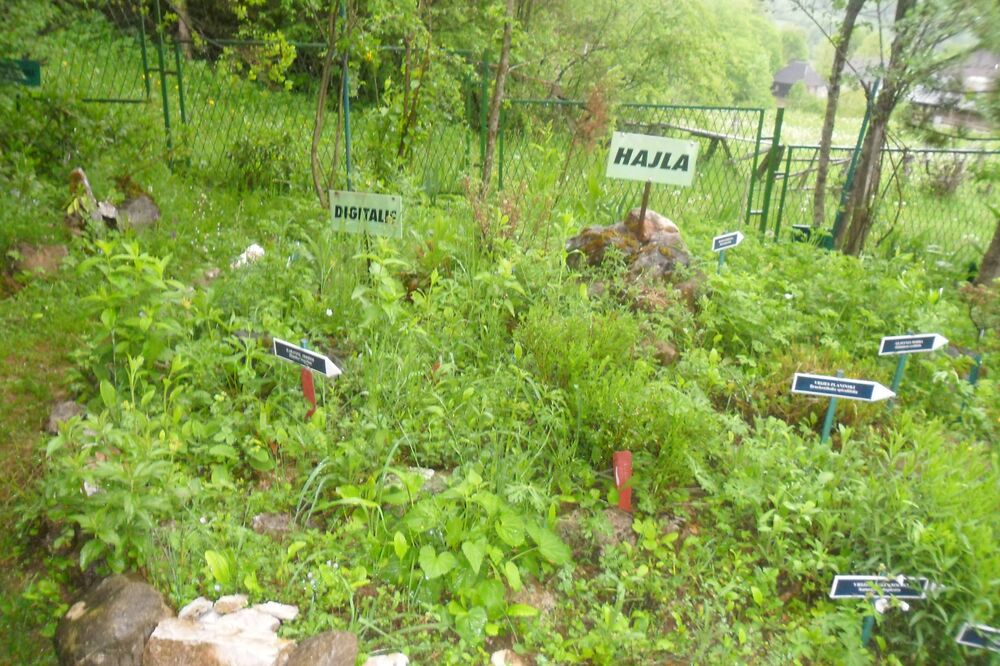 Botanički vrt Dulovine, Foto: Dragana Šćepanović