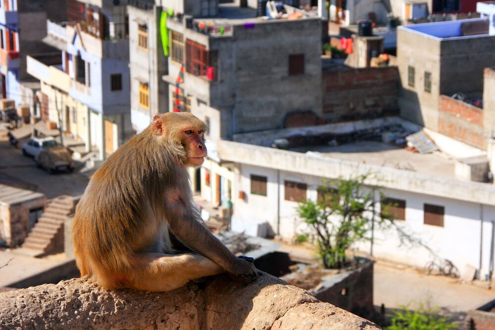 Indija, majmun, Foto: Shutterstock