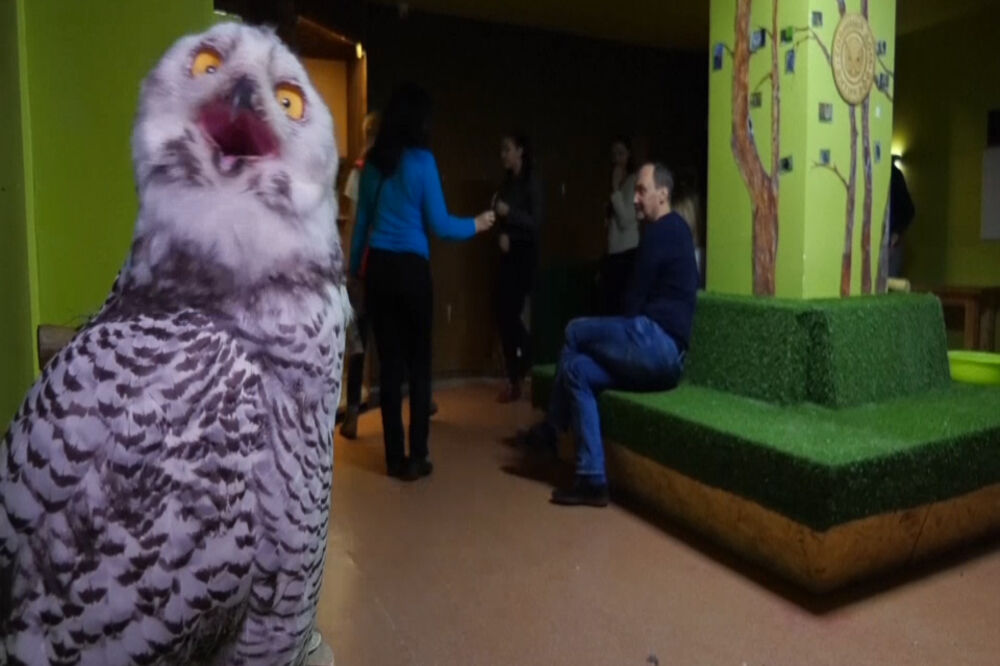 Sova2, Foto: Vijesti video