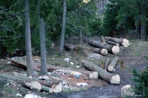Stanje u Upravi za šume kritično: Nema napretka bez školovanih...