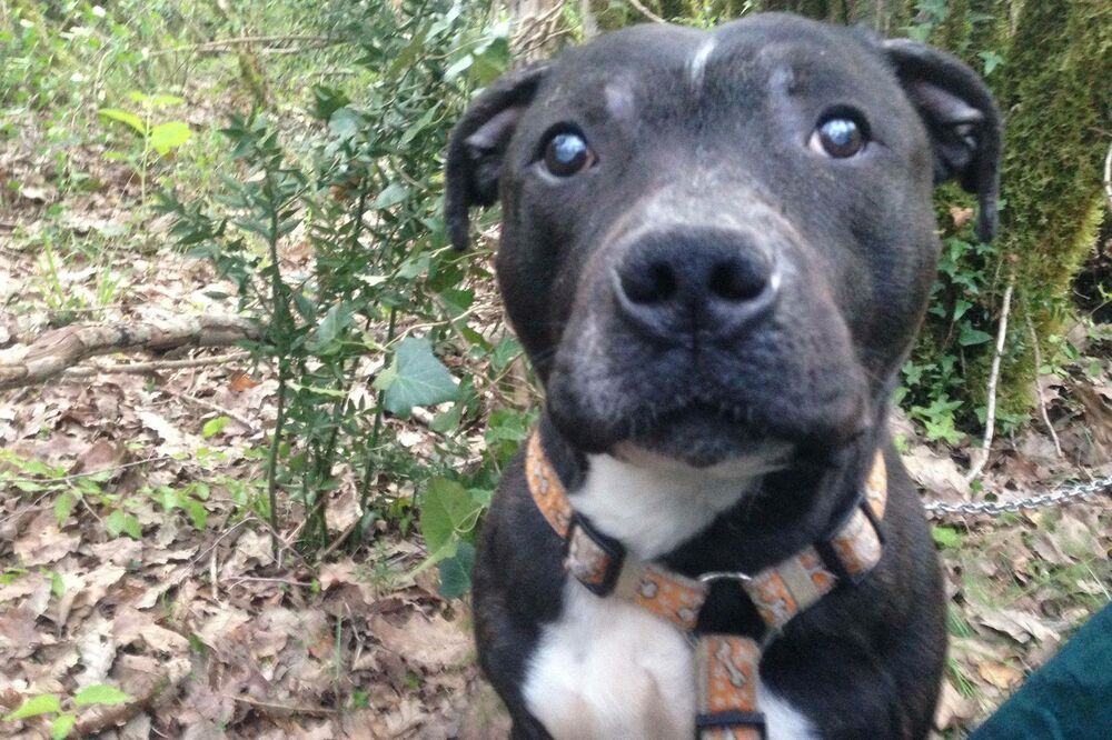 Pas Vilson, Foto: Privatna arhiva