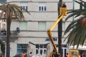 Tivat: Posječeno još šest velikih palmi na Pinama