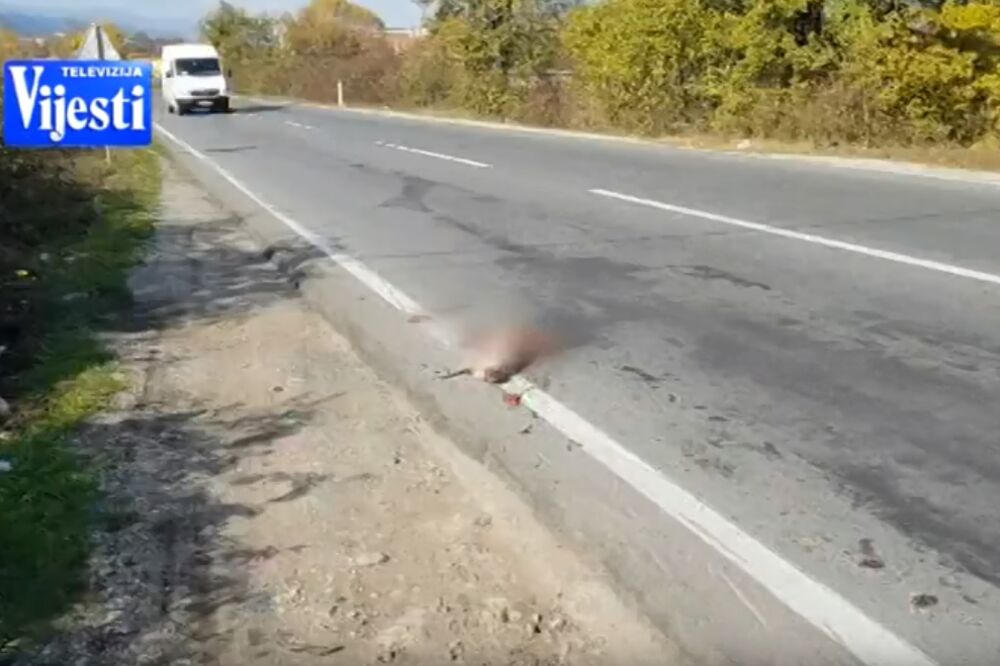 mrtva životinja, Foto: Screenshot (YouTube)