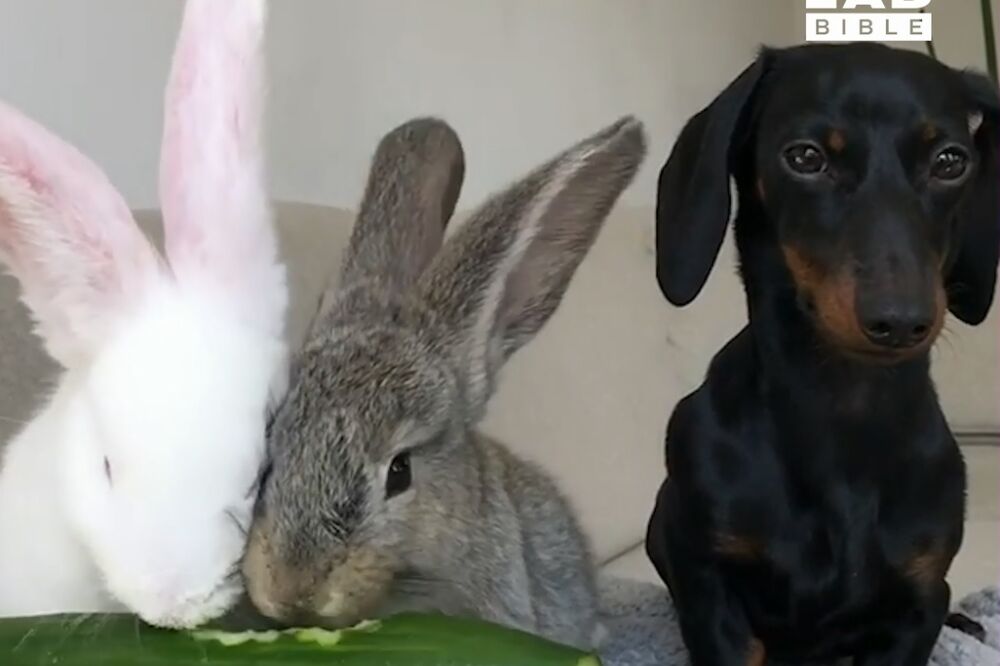 muke sa veganima, Foto: Screenshot