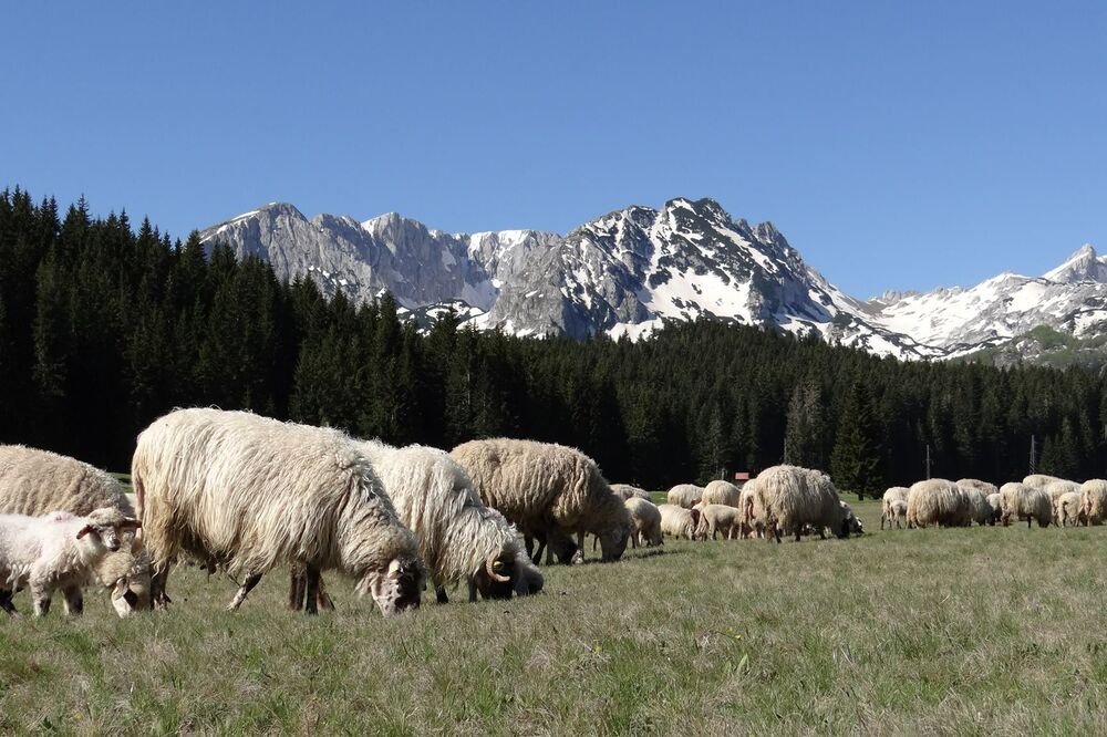 Ovce, ispaša, Foto: Obrad Pješivac